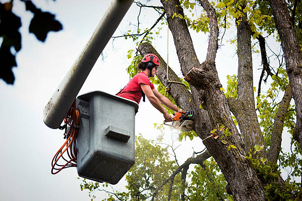 Why Choose Our Tree Removal Services in Armada, MI?